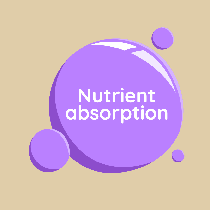 <p><strong>Easy Absorption</strong></p>